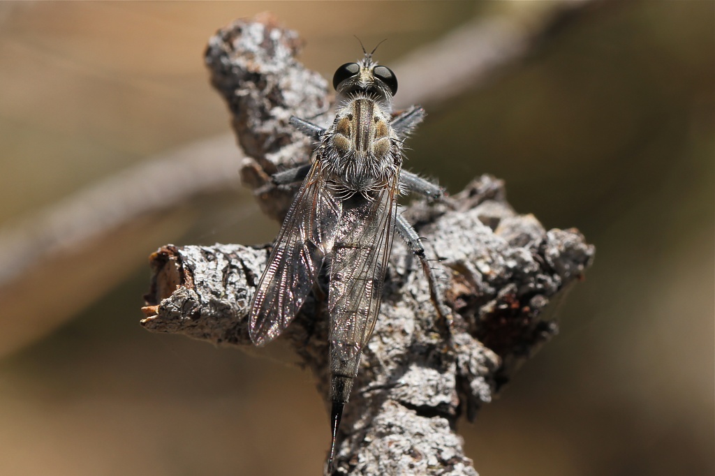 Asilidae Robber Fly Efferia sp. by robv