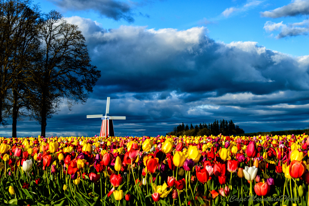 tulips and windmill  by jgpittenger