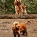 Forest walk + puppy = muddy puppy by angelar