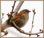 11th Apr 2013 - Dunnock in the tree