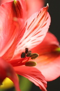 11th Apr 2013 - Peruvian Lily