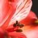 Peruvian Lily by aecasey