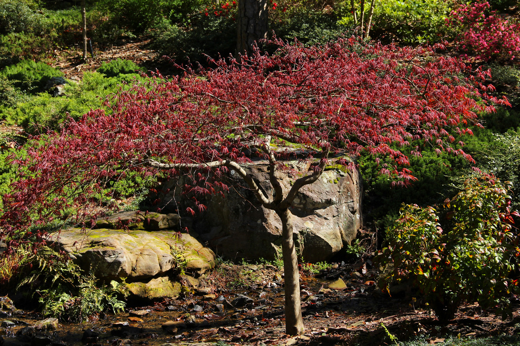 Japanese Maple by milaniet