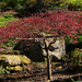 Japanese Maple by milaniet