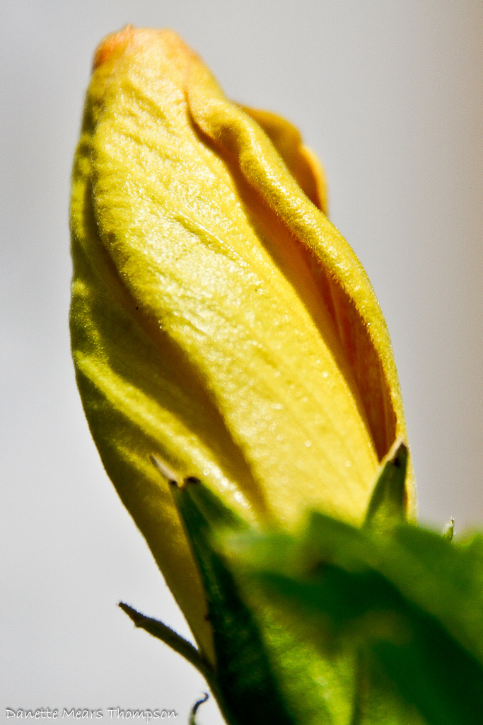 Hibiscus bud by danette