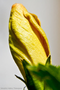 11th Apr 2013 - Hibiscus bud