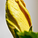 Hibiscus bud by danette