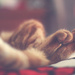 sleeping kitty by pocketmouse