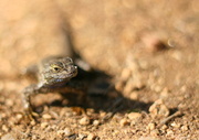 11th Apr 2013 - Lizard