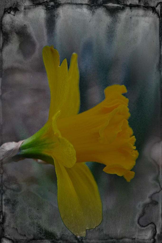 Daffodil After The Rain by digitalrn