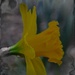 Daffodil After The Rain by digitalrn