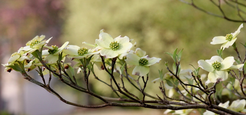 Dogwoods are Here! by darylo