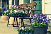 11th Apr 2013 - Little Flower Shop