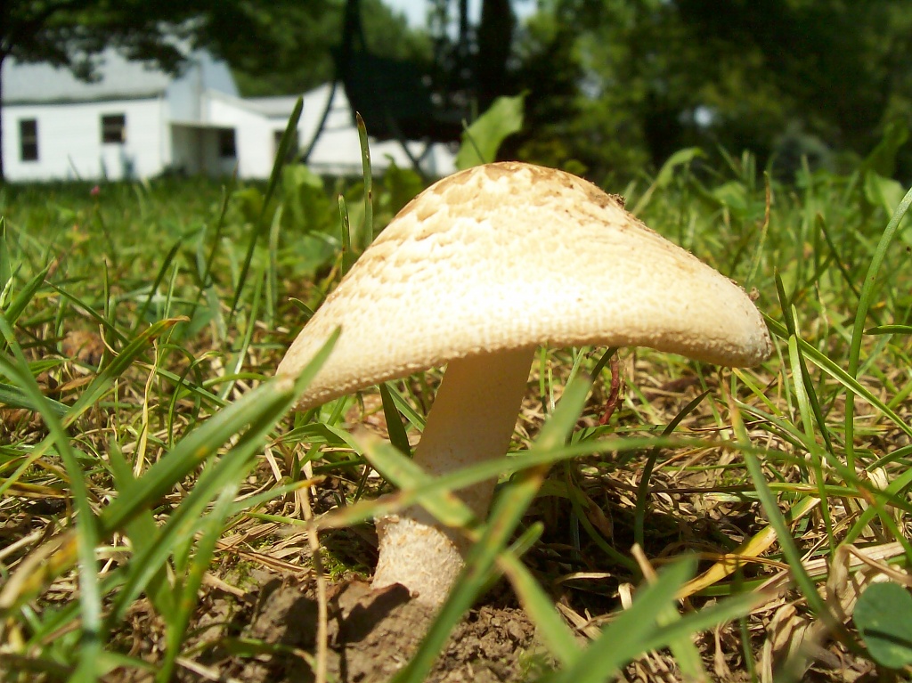 Mushroom by julie