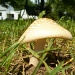 Mushroom by julie