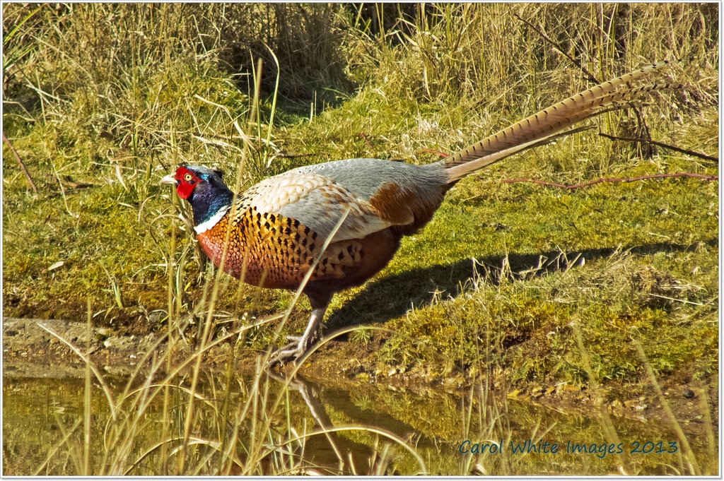 Cock Pheasant by carolmw