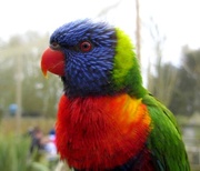 11th Apr 2013 - Portrait of a Very Handsome Rainbow Lorikeet