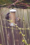 11th Apr 2013 - Starlings sharing