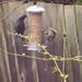 Starlings sharing by lellie