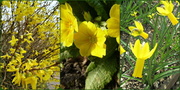 12th Apr 2013 - spring  is yellow