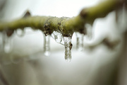 12th Apr 2013 - Frozen in mid drip.