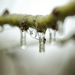 Frozen in mid drip. by gardencat