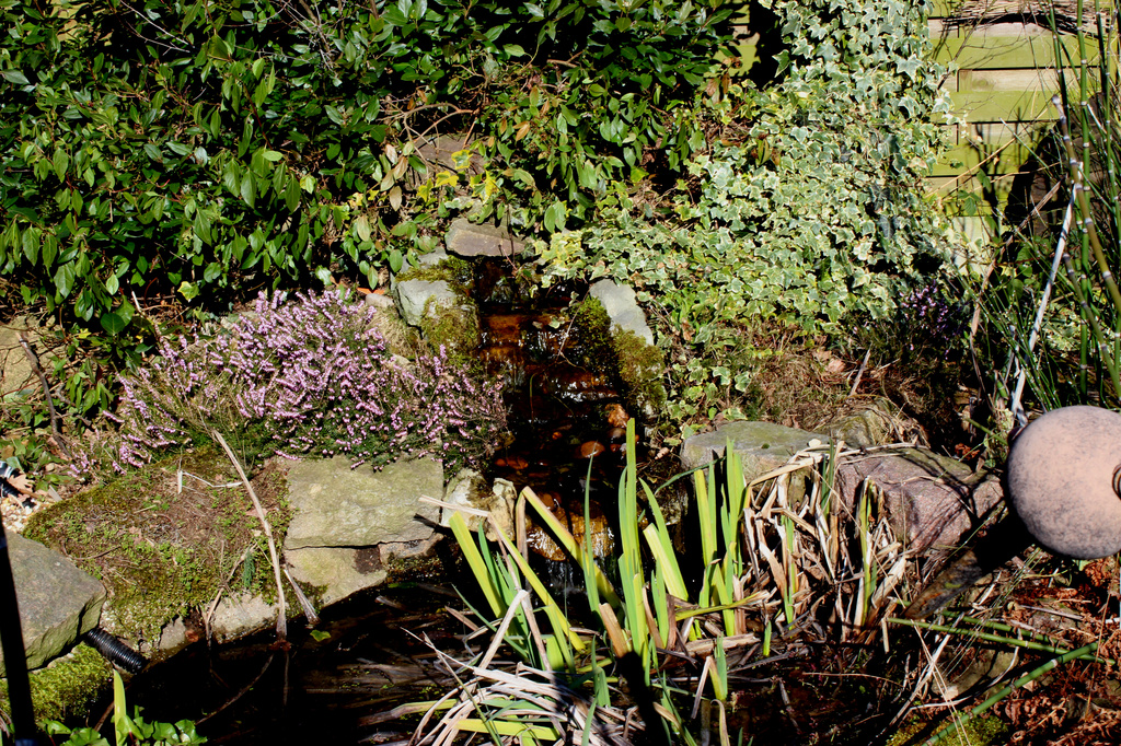 Garden pond by shepherdman