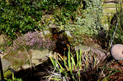 1st Apr 2013 - Garden pond