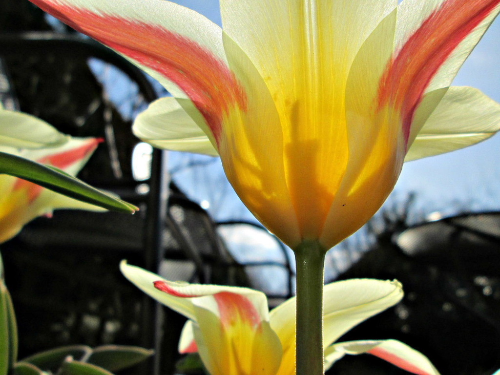 'looking up' from under Johann Strauss tulips by quietpurplehaze
