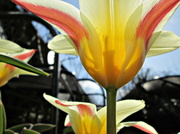 13th Apr 2013 - 'looking up' from under Johann Strauss tulips