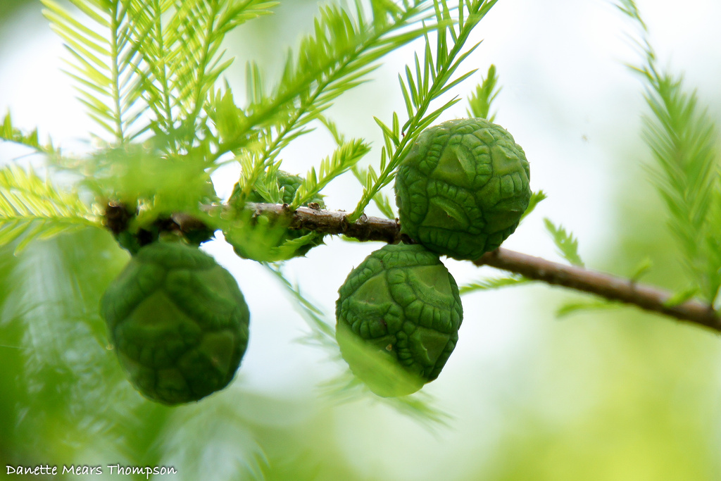 Cypress tree seed cones by danette