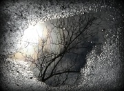 12th Apr 2013 - Reflections in a puddle