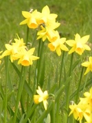 10th Apr 2013 - Daffodils