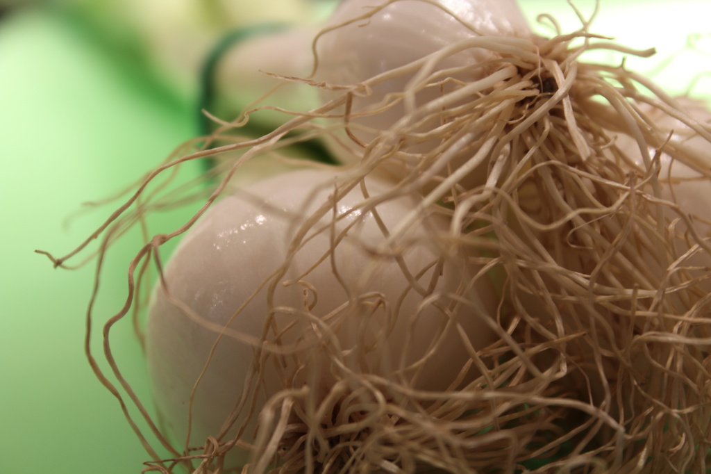 Spring onions by rachel70