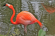 12th Apr 2013 - Flamingo