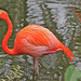 Flamingo by stcyr1up