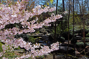 12th Apr 2013 - Japanese cherry and trickle of water - awesome.