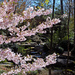 Japanese cherry and trickle of water - awesome. by milaniet