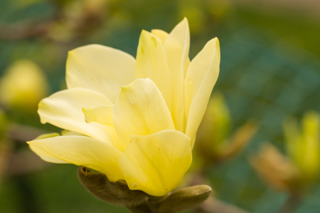 Yellow Tulip Tree by cdonohoue