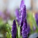 purple crocuses by summerfield