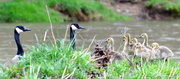 12th Apr 2013 - Geese and goslings