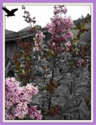 13th Apr 2013 - April Lilac