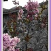 April Lilac by pandorasecho