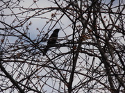 12th Apr 2013 - Bird in the Bush