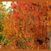 Acer Rubrum 'October Glory' by kiwiflora