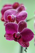 11th Apr 2013 - orchid