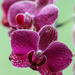 orchid by jantan