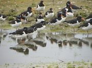 8th Apr 2013 - Oystercatchers