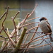 Sparrow by nicoleterheide