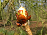 6th Apr 2013 - sticky bud